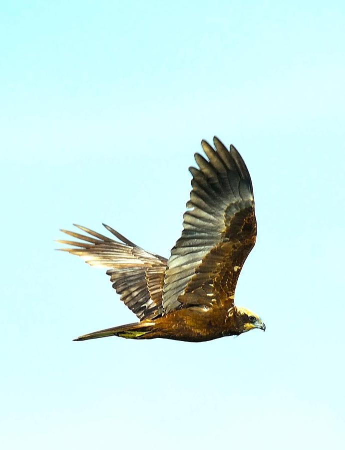 Red Earth Kabini Begur Экстерьер фото